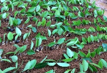 2017�q?月䆾油茶苗嫁接现场及步骤